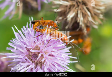 Paar Rhagonycha fulva (Gemeinsame Rot Soldat Käfer, Blutsauger & Scharfkraut Bonking Käfer) Paarung im Sommer in West Sussex, England, UK. Stockfoto