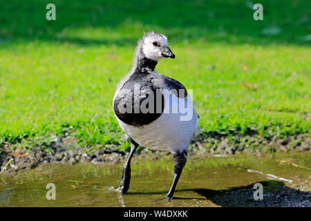 Junge Nonnengans, Branta leucopsis, in einer Pfütze steht gegen grüne Wiese an einem sonnigen Tag im Sommer. Stockfoto