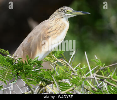 Eine squacco Heron (Ardeola ralloides) Sitzstangen auf einem dornigen Akazie Bush über dem Kazinga Kanal zwischen Lake George und Lake Edward. Queen Elizabeth Nat Stockfoto
