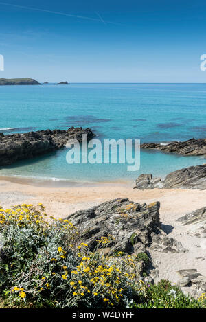 Artimesia vulgaris wächst an der Küste rund um die einsamen Strand mit wenig Fistral in Newquay in Cornwall. Stockfoto