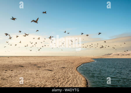 Sandstrand und Schwarm Vögel fliegen über dem Meer. Pazifischer Ozean, Kalifornien Stockfoto