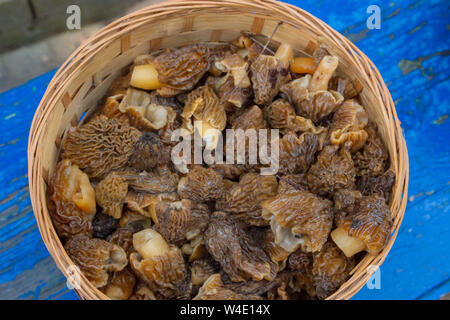 Gesammelte Pilze Morcheln liegen in einem Weidenkorb Stockfoto