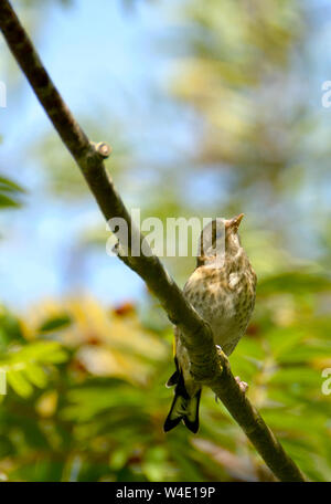 Unreife Europäische Stieglitz (Carduelis carduelis) Kent, UK Juli Stockfoto