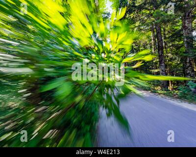 Grünen Wald landschaft Beschleunigung auf der Straße Stockfoto