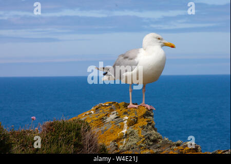 Möwe auf einem Felsen in Cornwall. Blauen Hintergrund. Stockfoto