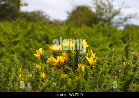 Gelbe Blumen der gemeinsamen Stechginster (Ulex europaeus) in Bodmin Moor. Cornwall, UK. Stockfoto