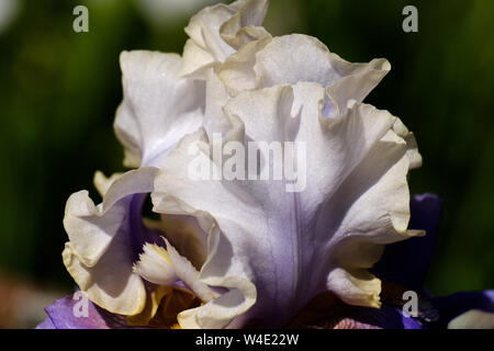 In der Nähe von weißen Blütenblätter einer Blume bärtigen Iris Wabash grade, Seitenansicht. Stockfoto