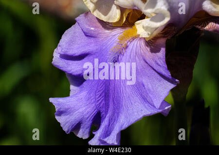 In der Nähe von violett Blütenblatt einer Blume bärtigen Iris Wabash Grad, untere Teil einer Blume. Stockfoto