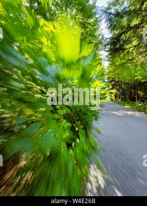 Grünen Wald landschaft Beschleunigung auf der Straße Stockfoto