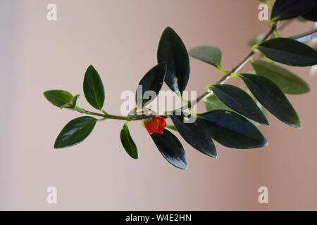 Hängende Haus Pflanze namens Tradescantia/wandernde Jude. Auf diesem Foto sehen Sie eine Detailansicht der Zweige dieser Anlage mit viel Laub. Stockfoto