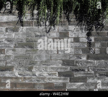 Grau verwitterte Wand aus Ziegel mit einigen grünen Pflanze Reben mit grünen Blättern auf ihnen vor der Wand. Einfache, aber schöne Architektur. Stockfoto