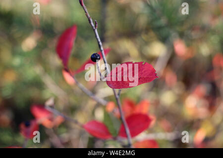 Rote apfelbeere Blätter in einem Makro Nahaufnahme mit schönen bunten Weiches bokeh Hintergrund. Auf diesem Foto können Sie die warmen Farben des Herbstes. Stockfoto