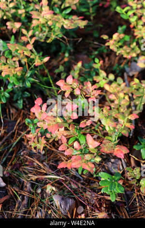 Farben von Herbst/Herbst in einem Wald in Finnland. Details der nordischen Natur mit vier Jahreszeiten. Bunte Heidelbeere Blätter. Stockfoto