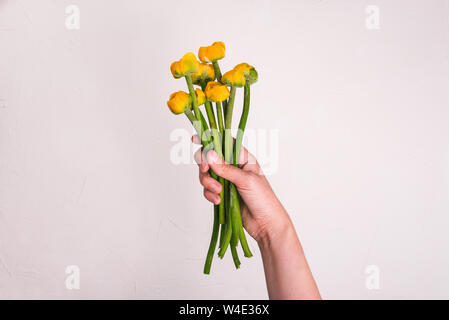 Eine weibliche Hand hält einen Strauß von Wasserlilien mit gelben Blüten und lange grüne Stiele. Schöne bunte Blumen für einen Urlaub. Geschenkkarte. Anzeigen Stockfoto