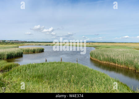 Blick über farlington Sümpfe Naturschutzgebiet entlang der Solent an Langstone Hafen im Sommer 2019 in Portsmouth, Hampshire, England, Großbritannien Stockfoto