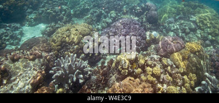 Korallen im Meer um Kennedy Island New Georgia, Solomon Inseln im Südpazifik Stockfoto