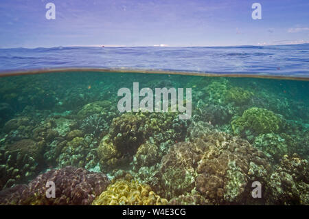 Korallen im Meer um Kennedy Island New Georgia, Solomon Inseln im Südpazifik Stockfoto