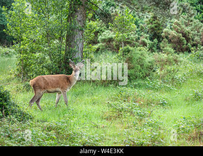 Red Deer, Wald, Glenveagh National Park, Donegal, Irland Stockfoto