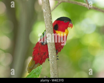 Gelb - lorius Lory bibbed chlorocercus neuen Georgia Solomon Inseln, Südpazifik. Endemisch auf den Salomonen Stockfoto