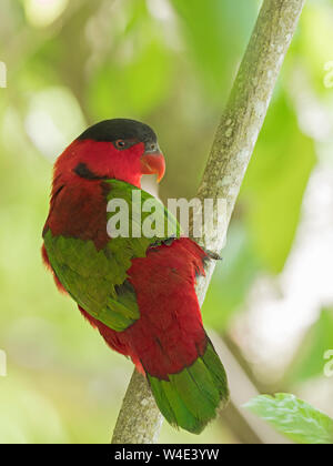 Gelb - lorius Lory bibbed chlorocercus neuen Georgia Solomon Inseln, Südpazifik. Endemisch in Salomonen Stockfoto