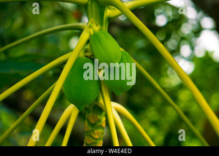 Pepe oder Carica papaya L. saubere und grüne Pflanze im Garten Stockfoto