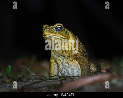 Stockkröte Rhinella marina Makira Insel, Solomon Inseln, Südpazifik. Eingeführt auf Makira und jetzt eine große Bedrohung für die einheimische Tierwelt die Kröten hav Stockfoto