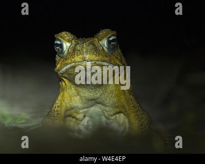 Stockkröte Rhinella marina Makira Insel, Solomon Inseln, Südpazifik. Eingeführt auf Makira und jetzt eine große Bedrohung für die einheimische Tierwelt die Kröten hav Stockfoto