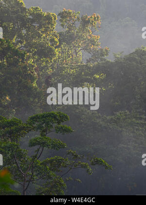 Primäre tropischen Regenwald in der Nähe von Nara Makira (San Cristobal) Salomonen South Pacific Stockfoto