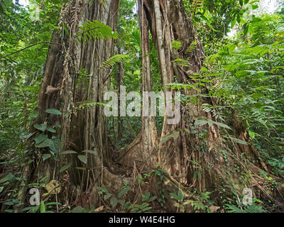 Würgefeige bis Wachsende Große emnergent Baum im Regenwald bei Nara, Makira Insel, Solomon Inseln, Südpazifik Stockfoto