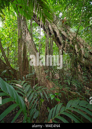 Würgefeige bis Wachsende Große emnergent Baum im Regenwald bei Nara, Makira Insel, Solomon Inseln, Südpazifik Stockfoto