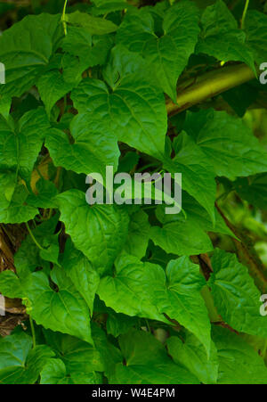 Unkraut, Jarmani Lota, Mikania micrantha Kunth, Bittervine, Germanen Lota Stockfoto