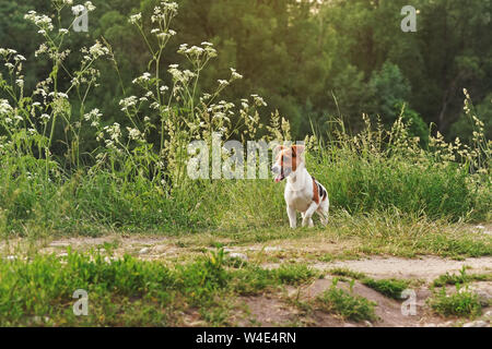 Kleine Jack Russell Terrier sitzen auf Gras Wiese, Sonne scheint im Hintergrund hinter Bäumen Stockfoto