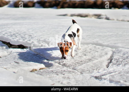 Kleine Jack Russell Terrier gehen auf Schnee bedeckten Fluss, Sniffing den Boden an einem sonnigen Frühlingstag Stockfoto