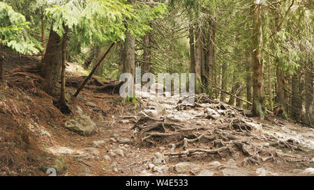 Bäume wachsen in den Bergen, als während der Wanderung in der Hohen Tatra, Slowakei, großen Baum Wurzeln wachsen über Felsen und Steine auf dem Boden Stockfoto