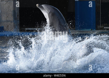 Madrid, Spanien. 22. Juli, 2019. Eine gemeinsame Große Tümmler ist während einer Show im Zoo Madrid und in einem Aquarium, wo hohe Temperaturen bis 39° Grad Celsius während der Nachmittag Stunden erreicht. Die zweite Hitzewelle des Sommers in Spanien weiter. Der Spanischen Wetteragentur AEMET sagte, dass dreißig sieben Provinzen mit roten oder orangen Alarm in den nächsten Tagen, da sehr hohe Temperaturen eine Gefahr für das Leben darstellen könnten. Quelle: John milner/SOPA Images/ZUMA Draht/Alamy leben Nachrichten Stockfoto