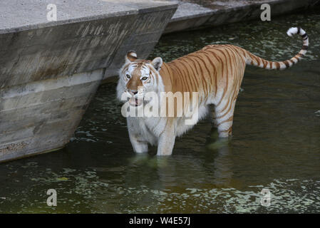 Madrid, Spanien. 22. Juli, 2019. Einen weiblichen Bengal Tiger kühlt sich im Wasser in ihrem Gehege im Zoo Madrid, wo hohe Temperaturen bis 39° Grad Celsius während der Nachmittag Stunden erreicht. Die zweite Hitzewelle des Sommers in Spanien weiter. Der Spanischen Wetteragentur AEMET sagte, dass dreißig sieben Provinzen mit roten oder orangen Alarm in den nächsten Tagen, da sehr hohe Temperaturen eine Gefahr für das Leben darstellen könnten. Quelle: John milner/SOPA Images/ZUMA Draht/Alamy leben Nachrichten Stockfoto