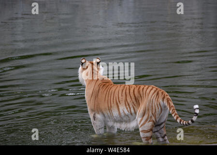 Madrid, Spanien. 22. Juli, 2019. Einen weiblichen Bengal Tiger kühlt sich im Wasser in ihrem Gehege im Zoo Madrid, wo hohe Temperaturen bis 39° Grad Celsius während der Nachmittag Stunden erreicht. Die zweite Hitzewelle des Sommers in Spanien weiter. Der Spanischen Wetteragentur AEMET sagte, dass dreißig sieben Provinzen mit roten oder orangen Alarm in den nächsten Tagen, da sehr hohe Temperaturen eine Gefahr für das Leben darstellen könnten. Quelle: John milner/SOPA Images/ZUMA Draht/Alamy leben Nachrichten Stockfoto