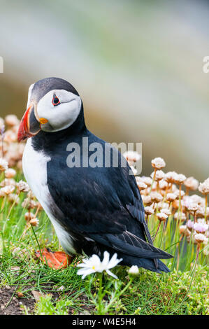 Ein Papageitaucher, Fratercula arctica, unter das Meer Sparsamkeit stehen, Armeria maritima, auf den Klippen bei RSPB Sumburgh Head in Shetland. Stockfoto