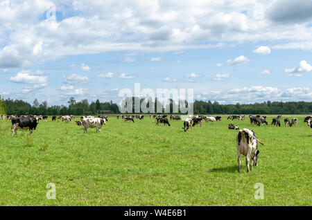 Holstein friesische Rinder grasen in der Landschaft Stockfoto