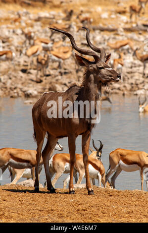 Majestic männlichen Kudu anthelope bei Okaukuejo Wasserloch, Etosha National Park, Namibia Stockfoto