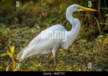 Große weiße große snowy egret wandern in das Feuchtgebiet an einem warmen Sommertag in der Nähe auf der Suche nach Essen Stockfoto