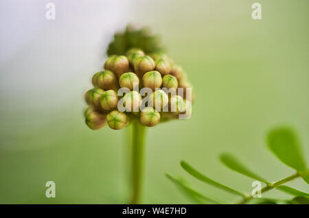 Wilde Blume, romantisch, beruhigende Wirkung, ideal für Wallpaper oder ein Bild an die Wand zu hängen. Stockfoto