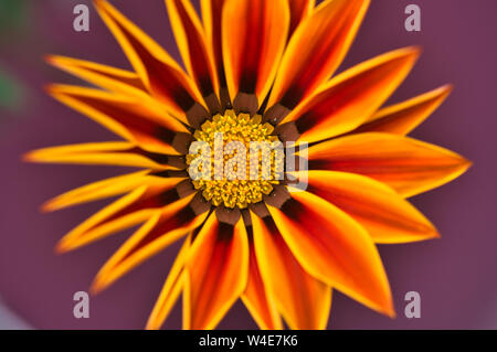 Wilde Blume, romantisch, beruhigende Wirkung, ideal für Wallpaper oder ein Bild an die Wand zu hängen. Stockfoto