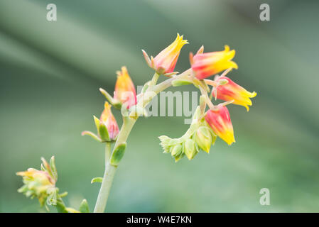 Wilde Blume, romantisch, beruhigende Wirkung, ideal für Wallpaper oder ein Bild an die Wand zu hängen. Stockfoto