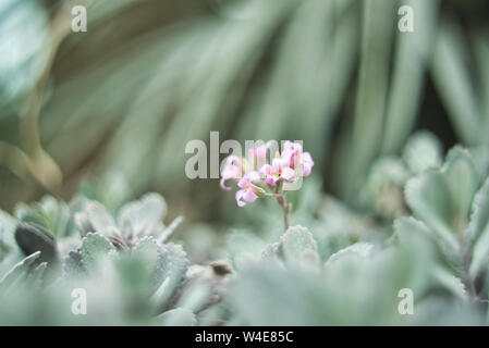 Wilde Blume, romantisch, beruhigende Wirkung, ideal für Wallpaper oder ein Bild an die Wand zu hängen. Stockfoto