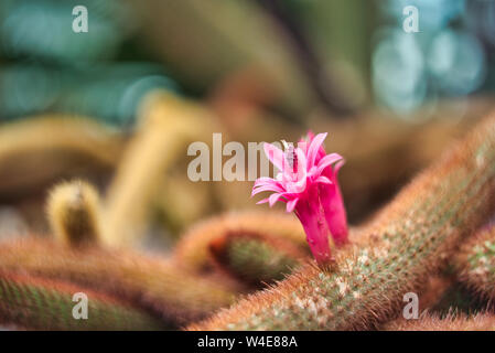 Wilde Blume, romantisch, beruhigende Wirkung, ideal für Wallpaper oder ein Bild an die Wand zu hängen. Stockfoto