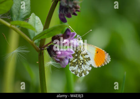 Orange-tip Schmetterling männlich Fütterung auf vetch Stockfoto