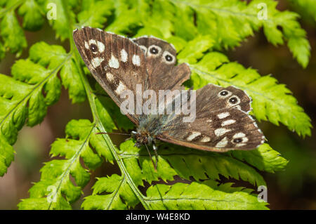 Hauhechelbläuling Schmetterling auf einem fern Stockfoto