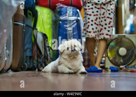 Einen weißen Hund sitzt vor einem Gepäck Tasche aufbewahren. Stockfoto