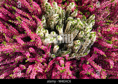 Wilde Blume, romantisch, beruhigende Wirkung, ideal für Wallpaper oder ein Bild an die Wand zu hängen. Stockfoto